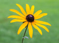 Rudbeckia fulgida 'Goldsturm