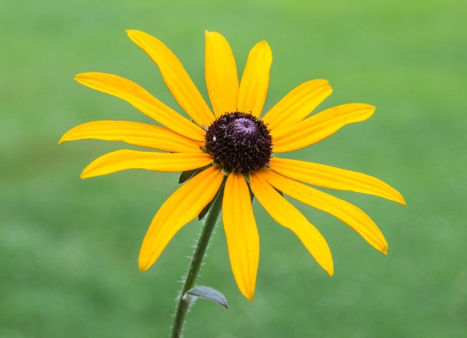 Rudbeckia fulgida 'Goldsturm