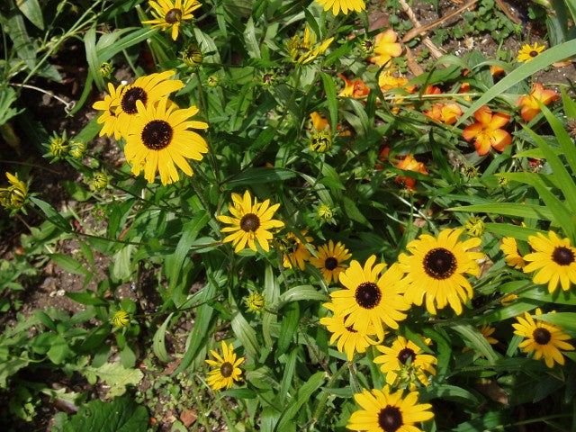 Rudbeckia fulgida speciosa