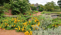 Rudbeckia laciniata 'Goldquelle'