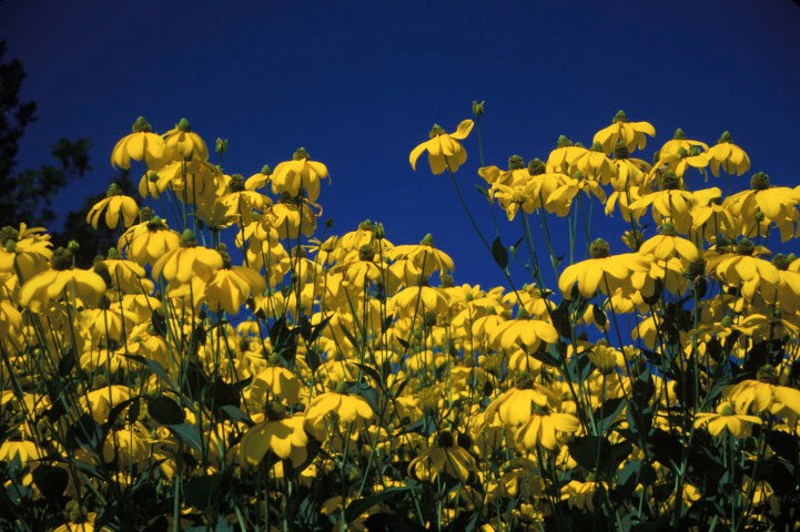 Rudbeckia nitida 'Herbstsonne'