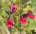 Salvia Royal Bumble'