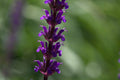 Salvia nemorosa 'Caradonna'