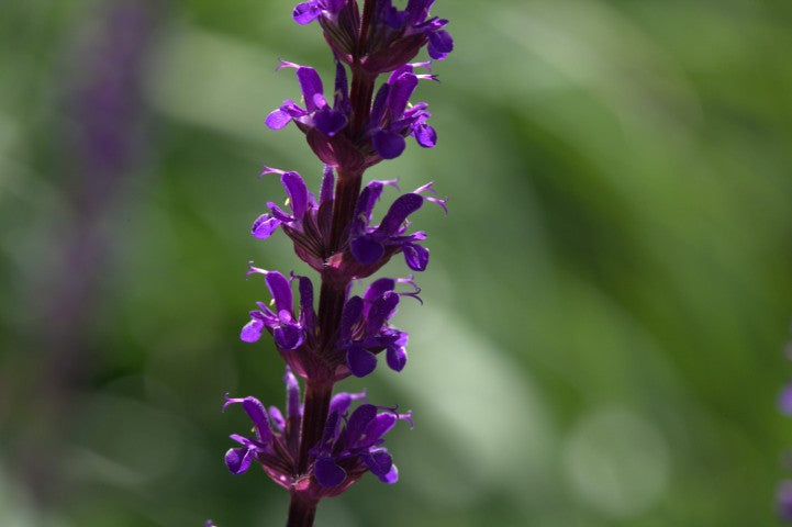 Salvia nemorosa 'Caradonna'