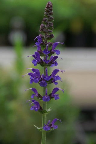 Salvia nemorosa 'Mainacht'