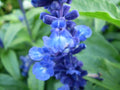 Salvia nemorosa 'Ostfriesland'