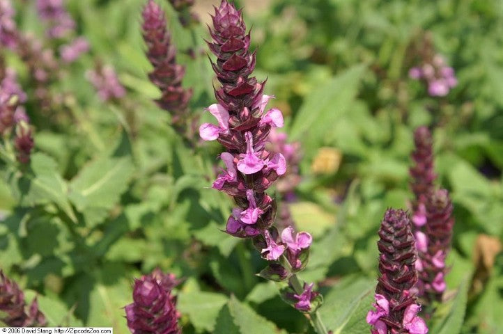 Salvia nemorosa 'Rose Queen'