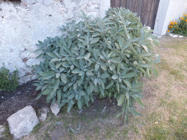 Salvia officinalis
