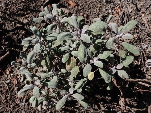 Salvia officinalis 'Purpurascens'