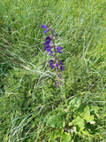 Salvia pratensis