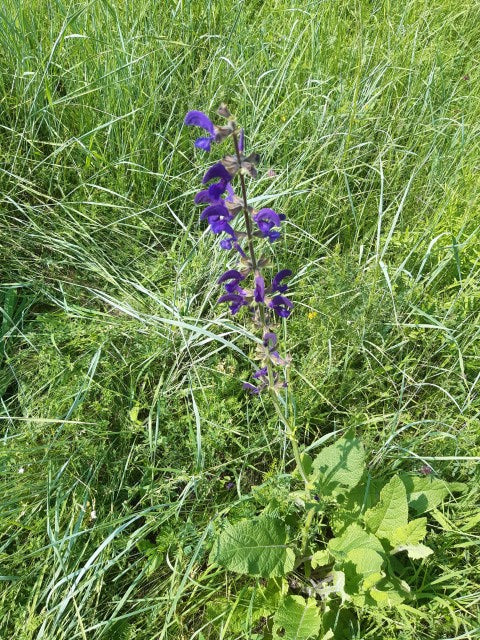 Salvia pratensis