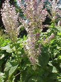 Salvia sclarea,