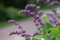 Salvia verticillata 'Purple Rain'