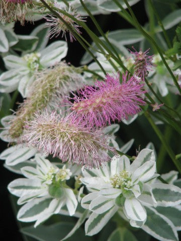 Sanguisorba obtusa