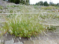 Sanguisorba tenuifolia alba
