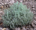 Santolina chamaecyparissus