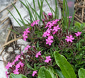Saponaria ocymoides