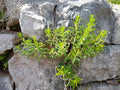Satureja montana