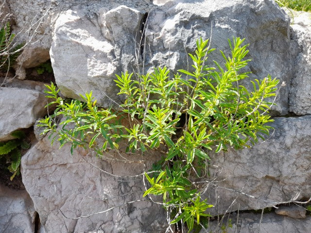 Satureja montana