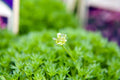 Saxifraga 'Peter Pan'