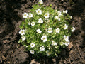 Saxifraga 'Schneeteppich'