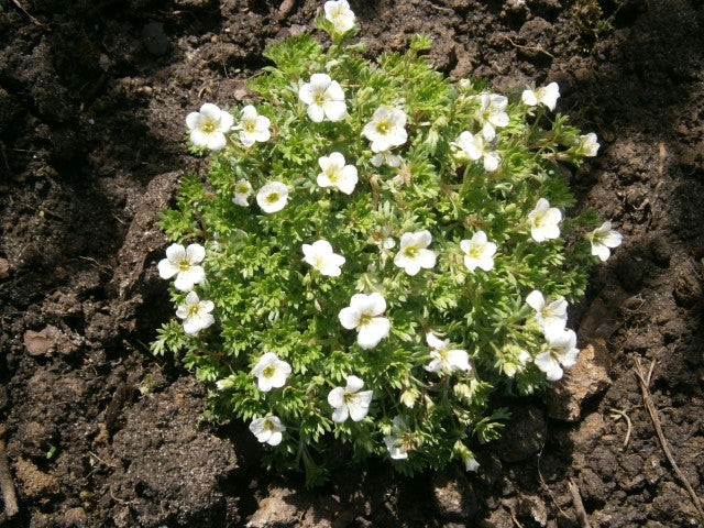 Saxifraga 'Schneeteppich'