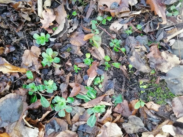 Saxifraga urbium