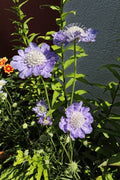 Scabiosa caucasica 'Perfecta'