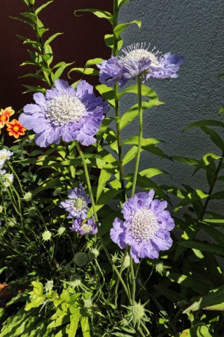 Scabiosa caucasica 'Perfecta'