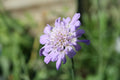 Scabiosa columbaria 'Butterfly Blue'