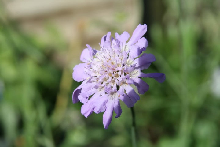 Scabiosa columbaria 'Butterfly Blue'