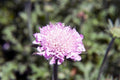 Scabiosa columbaria 'Pink Mist'