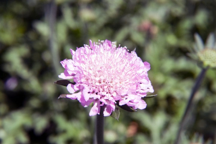 Scabiosa columbaria 'Pink Mist'