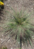 Schizachyrium scoparium 'Standing Ovation'