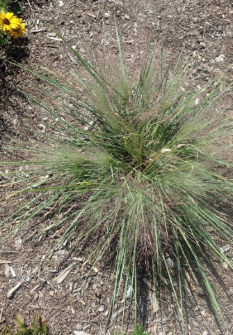 Schizachyrium scoparium 'Standing Ovation'