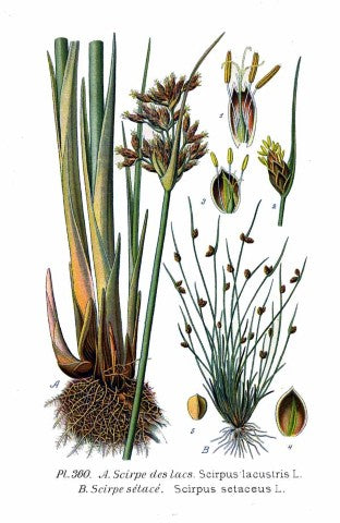 Scirpus lacustris