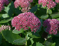 Sedum Herbstfreude'