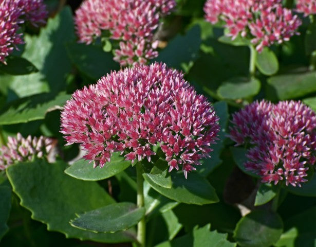 Sedum Herbstfreude'