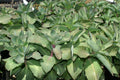 Sedum Matrona',