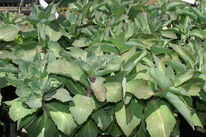 Sedum Matrona',