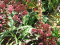 Sedum Purple Emperor'