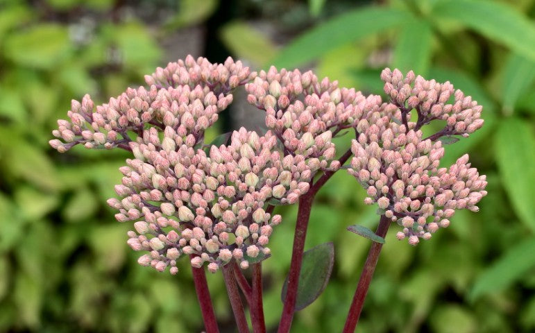 Sedum Robustum'