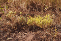Sedum acre