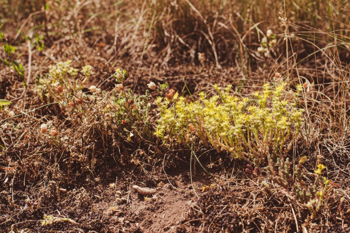Sedum acre