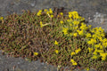 Sedum acre 'Yellow Queen'