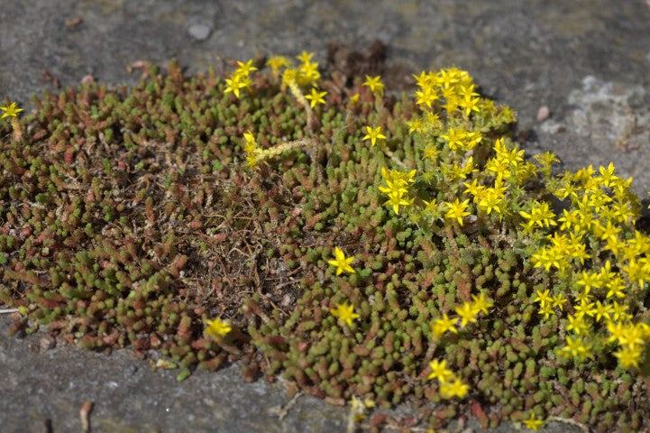 Sedum acre 'Yellow Queen'