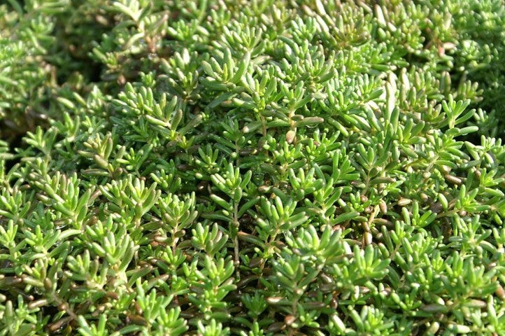 Sedum album 'Murale'