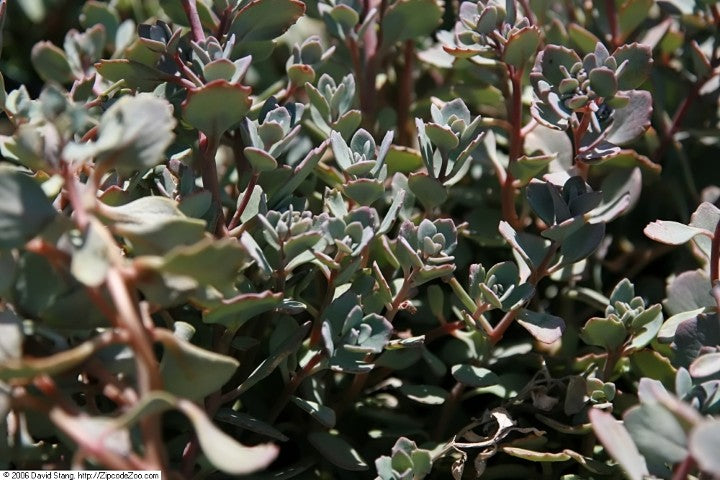 Sedum cauticola 'Lidakense'