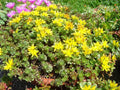 Sedum floriferum 'Weihenstephaner Gold'