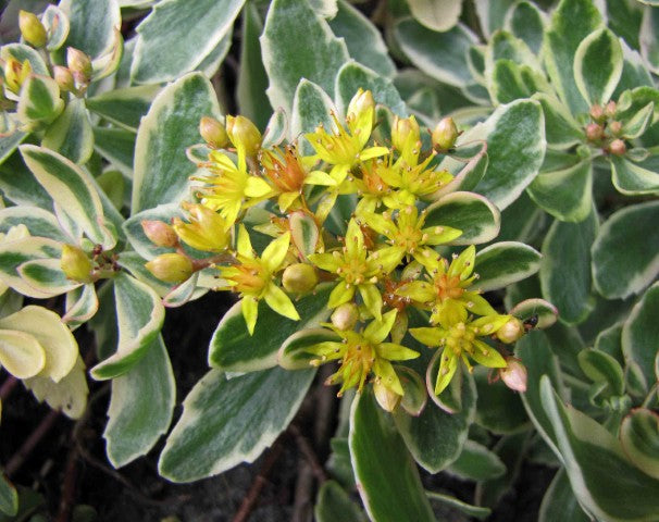 Sedum kamtschaticum 'Variegatum'